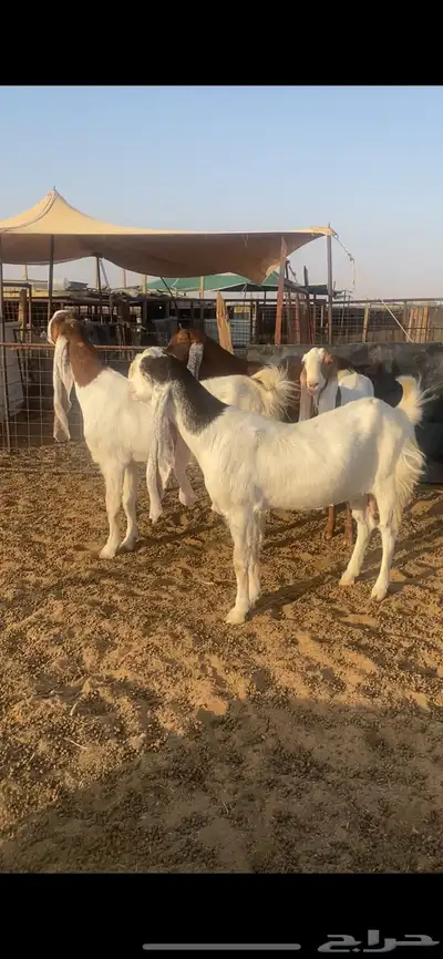معزا جروم فواااخر ونوادر ارتفاع هايل .. index
