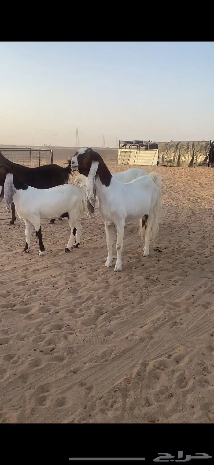 معزا جروم فواااخر ونوادر ارتفاع هايل .. 6