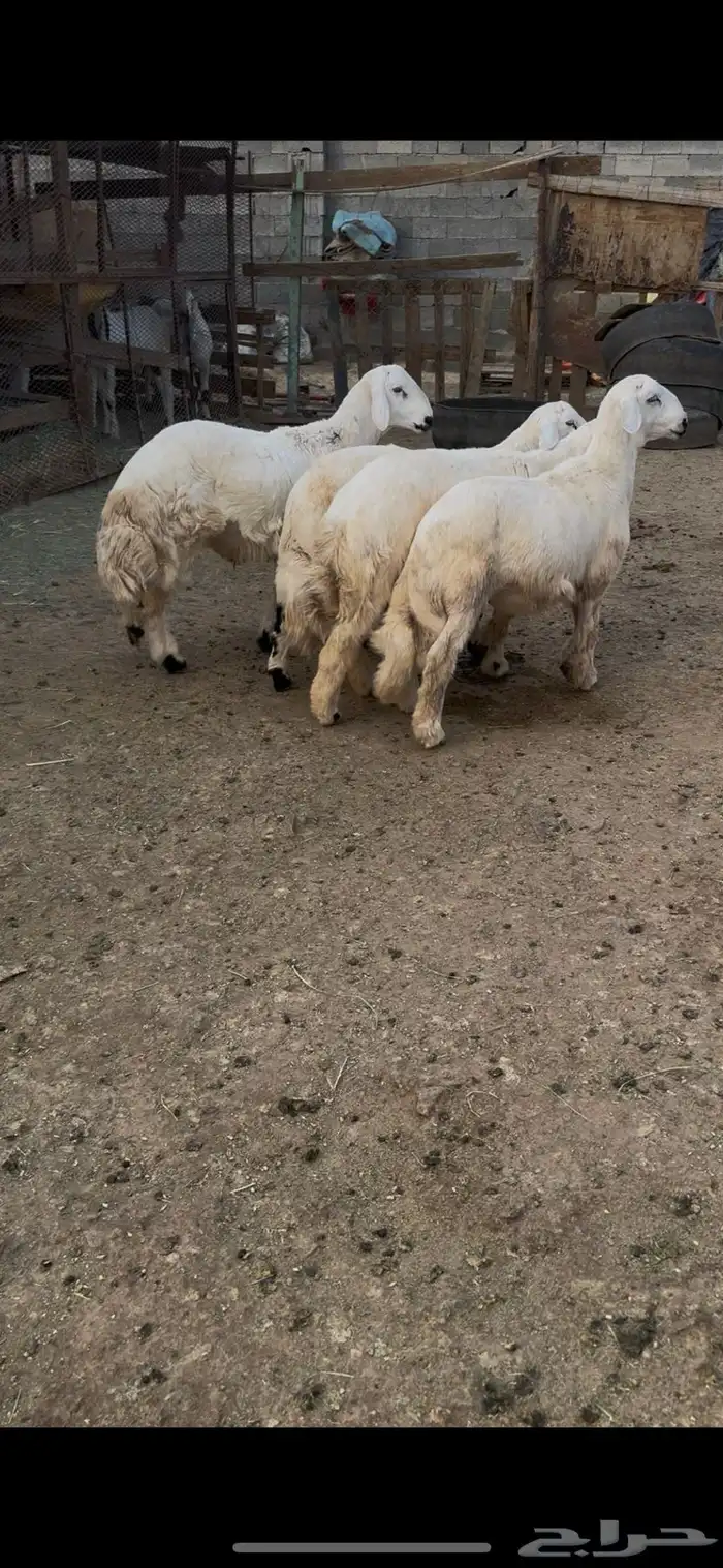 طليان جذعان للمناسبات 0