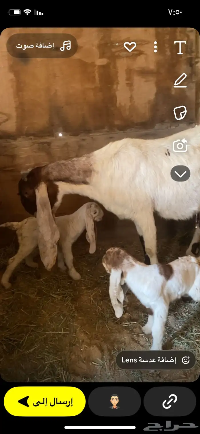 تيس ابرص مشروع فحل 4