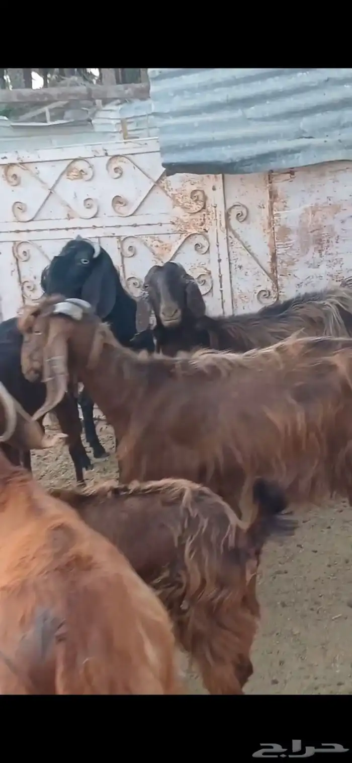 معزا مصريات 1