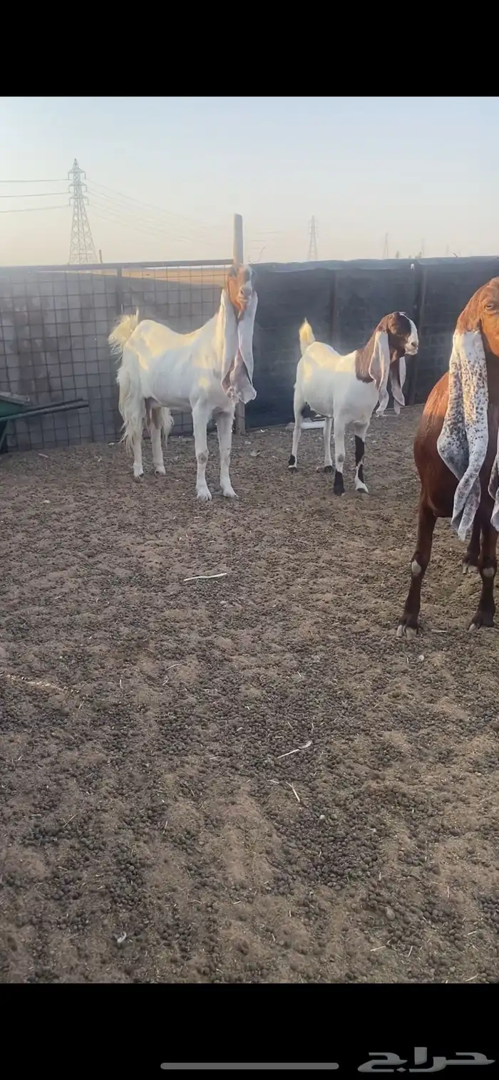 معزا جروم فواااخر ونوادر ارتفاع هايل .. 8
