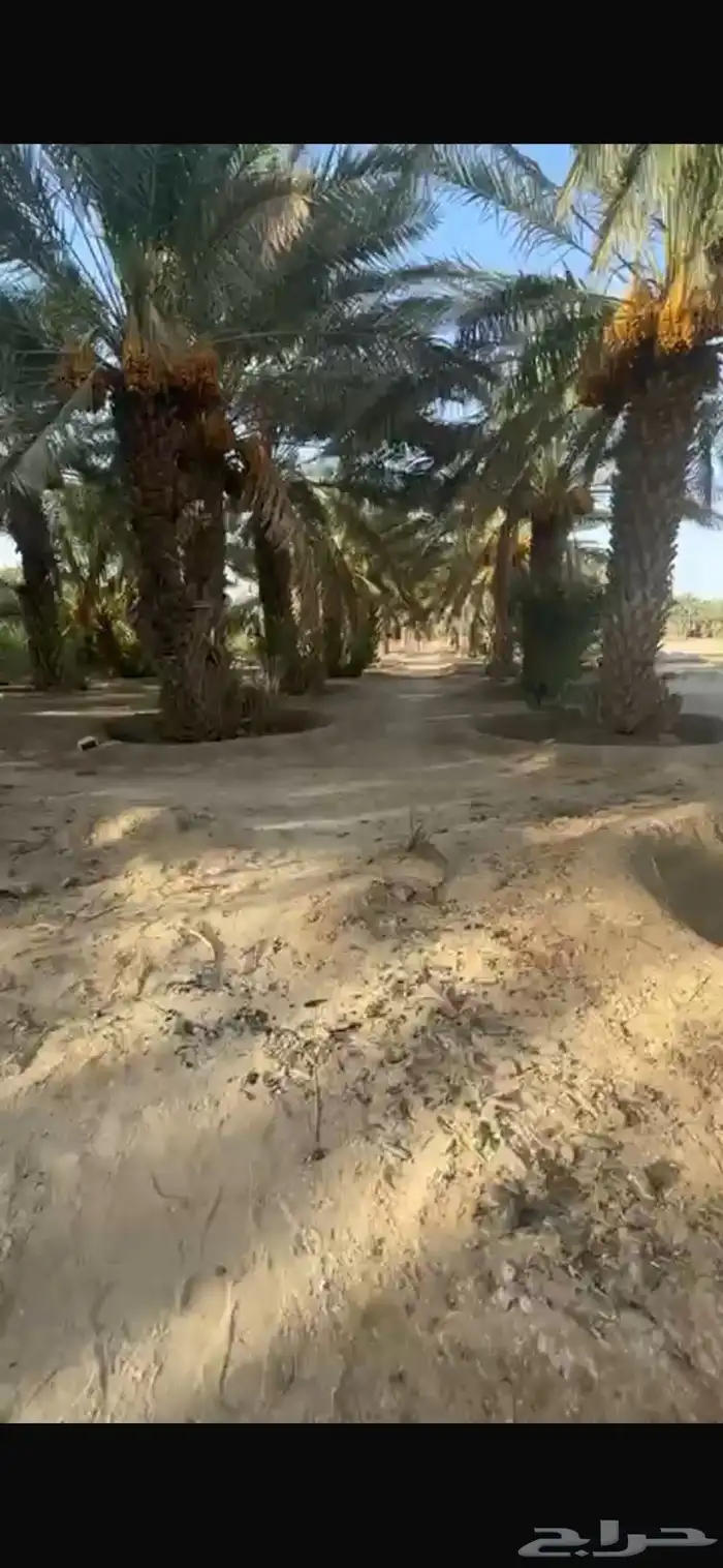 نخل للبيع بالكامل في بيشه عقيلان او الايجار 4