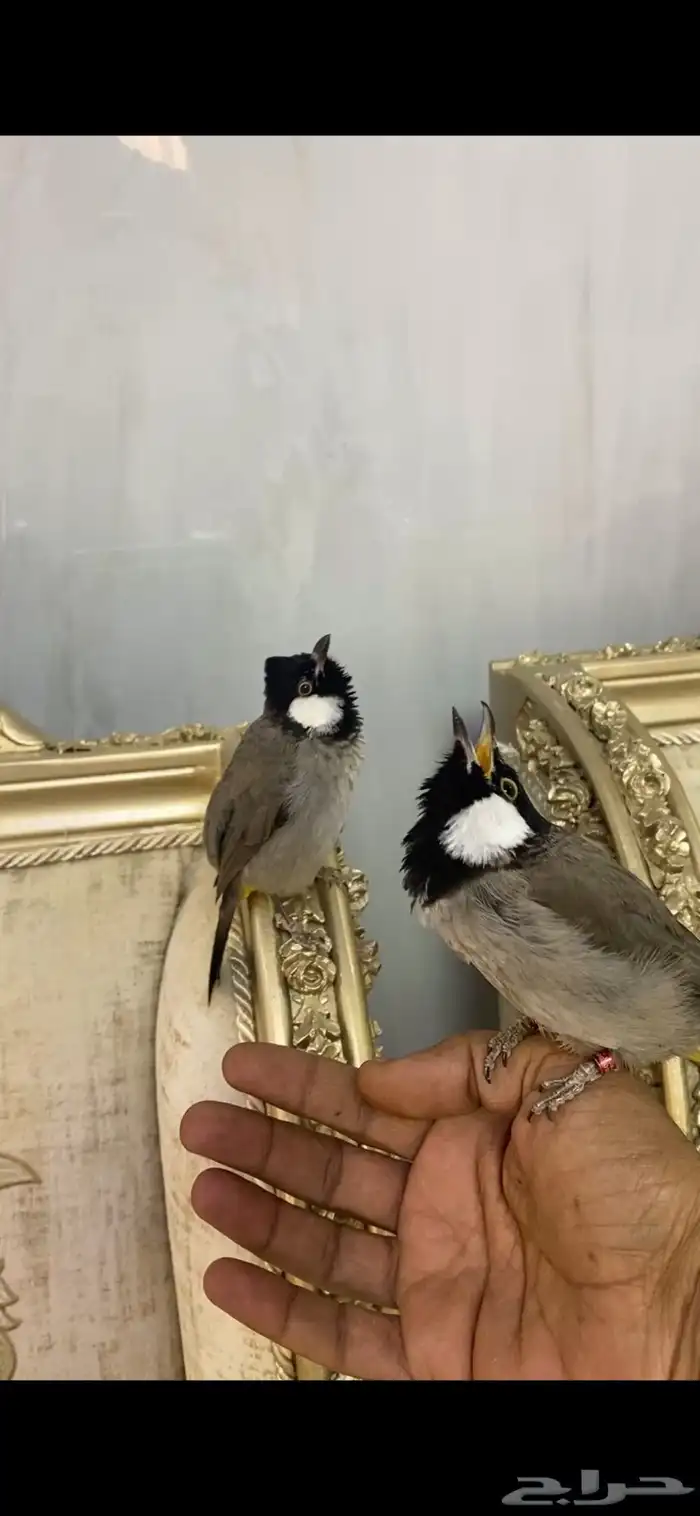 بلبل عراقي تم البيع 2