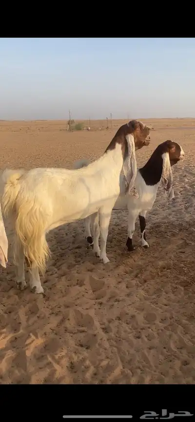 معزا جروم فواااخر ونوادر ارتفاع هايل .. index