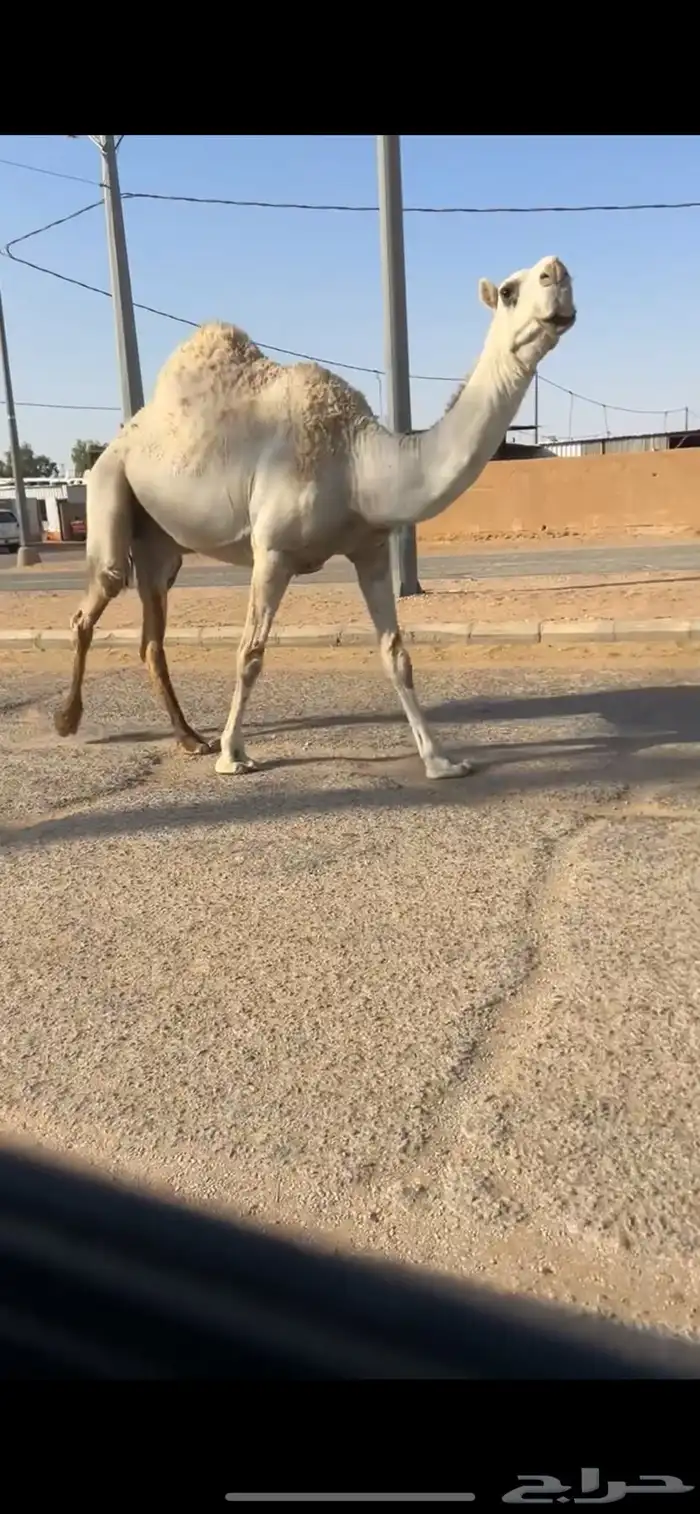 ناقه ضريبه 2