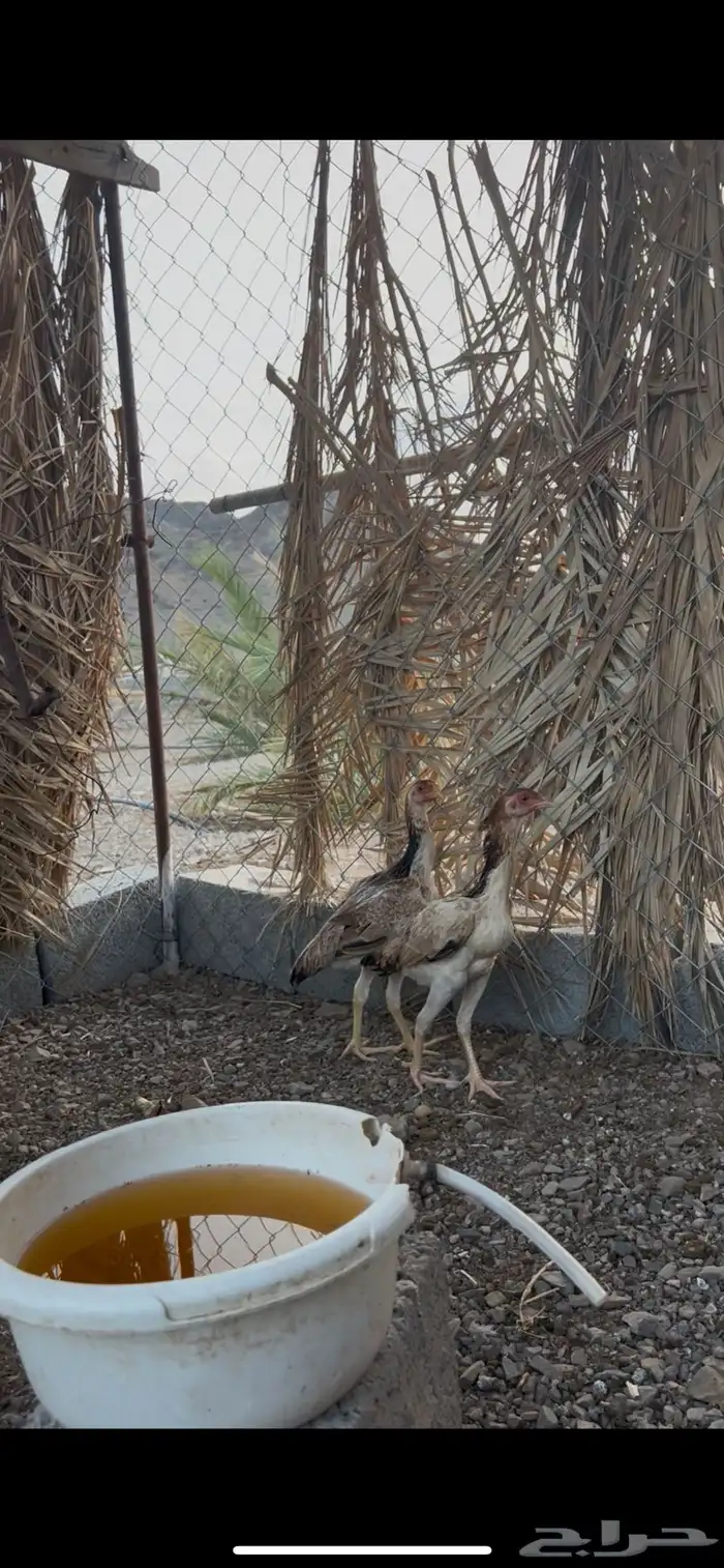شامو ياباني 2