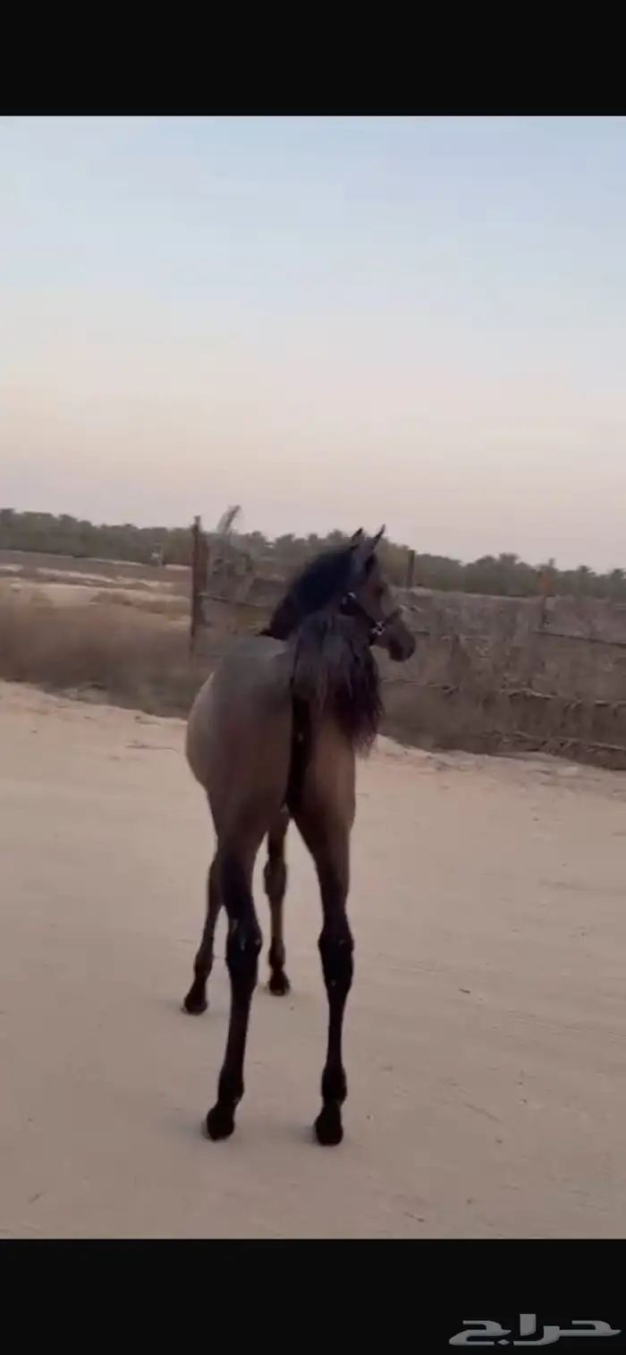 مهرة شعبية 1
