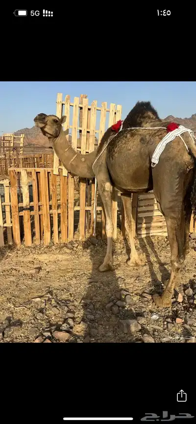 خلفه بكره تحتها بكره ب 8500 index