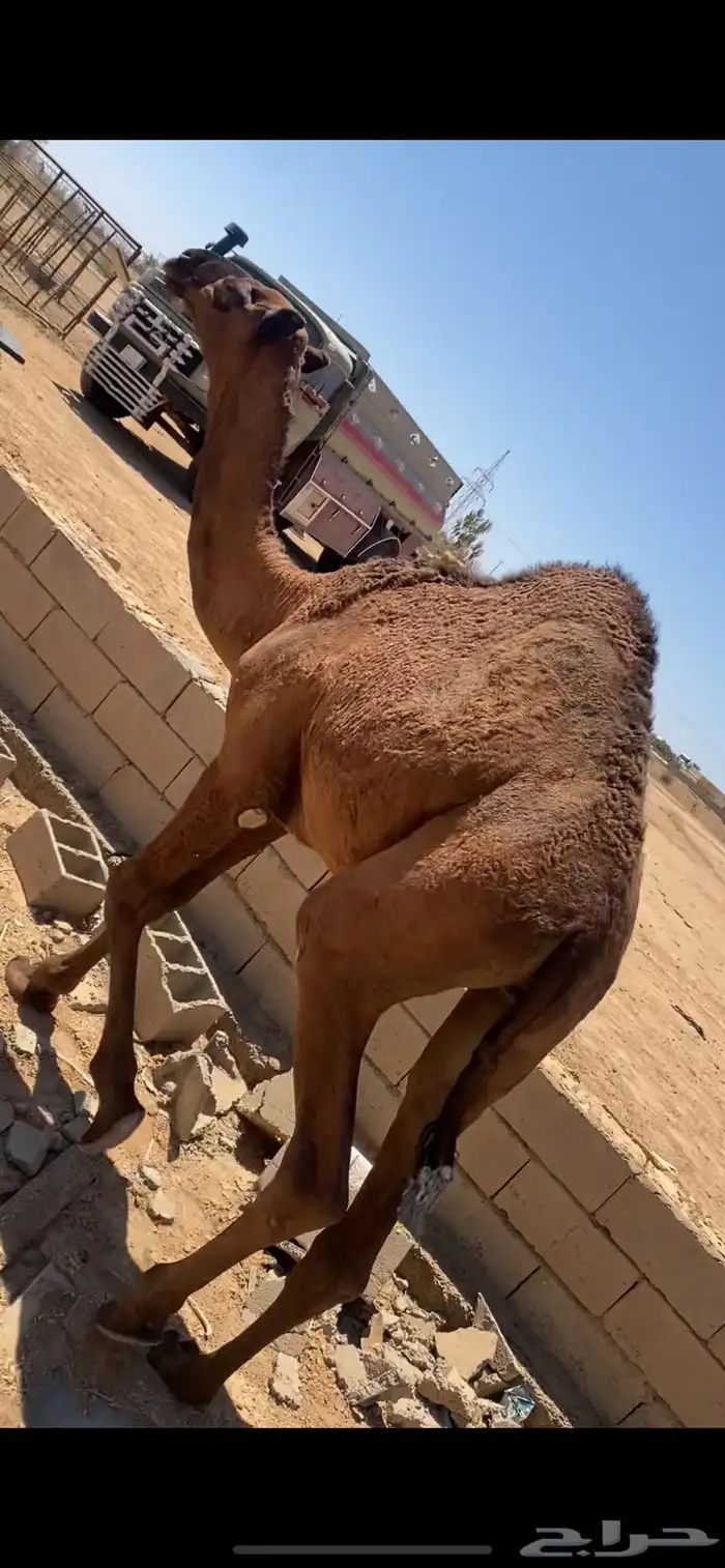 قعود فحل 1