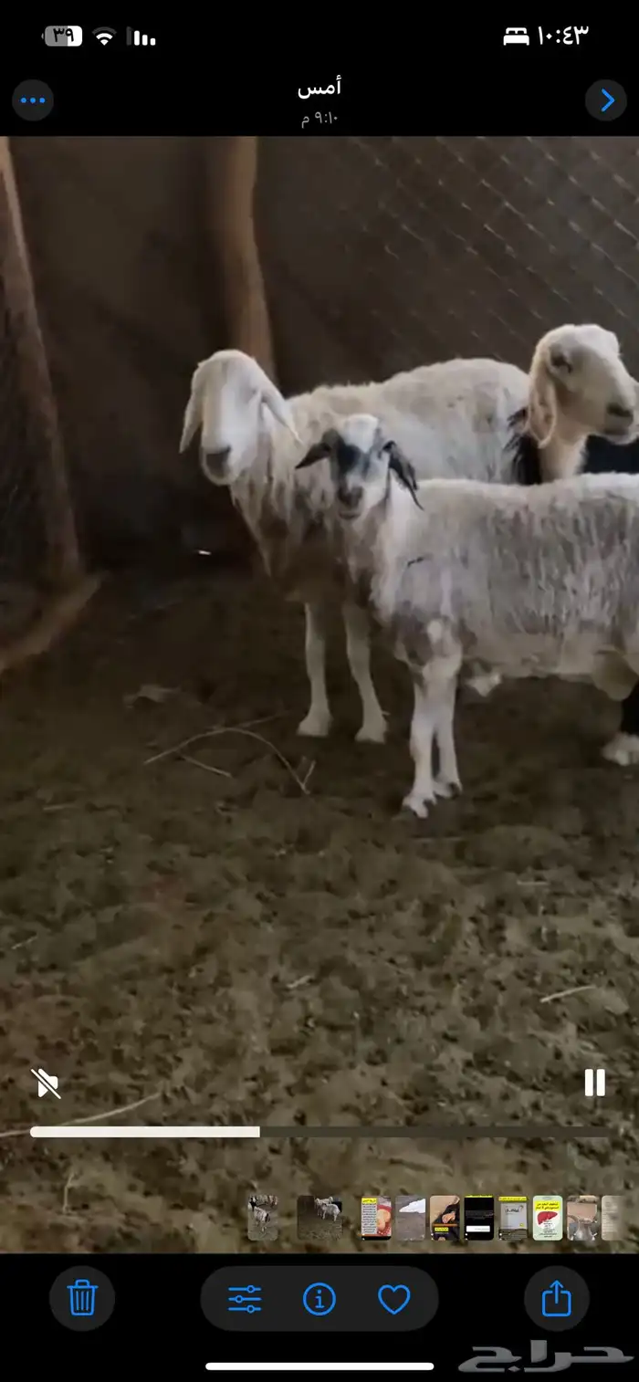 قرية العين 0