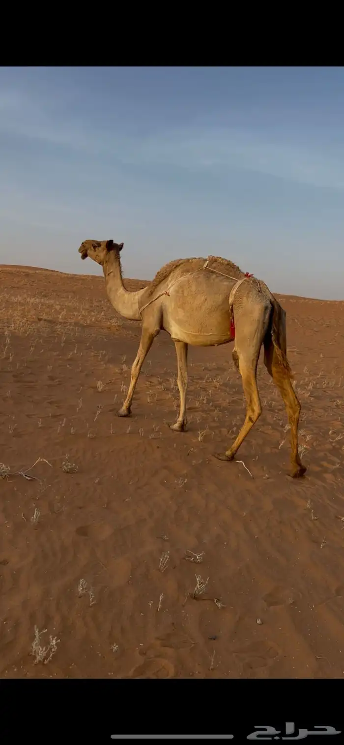 عشراء معزوله بنتها للبيع 0