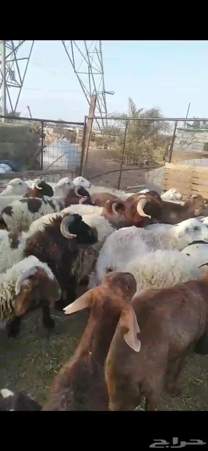 ذبائح خرفان ورخال مغلقة شحم بالقرب من دوار الملك سلمان 2