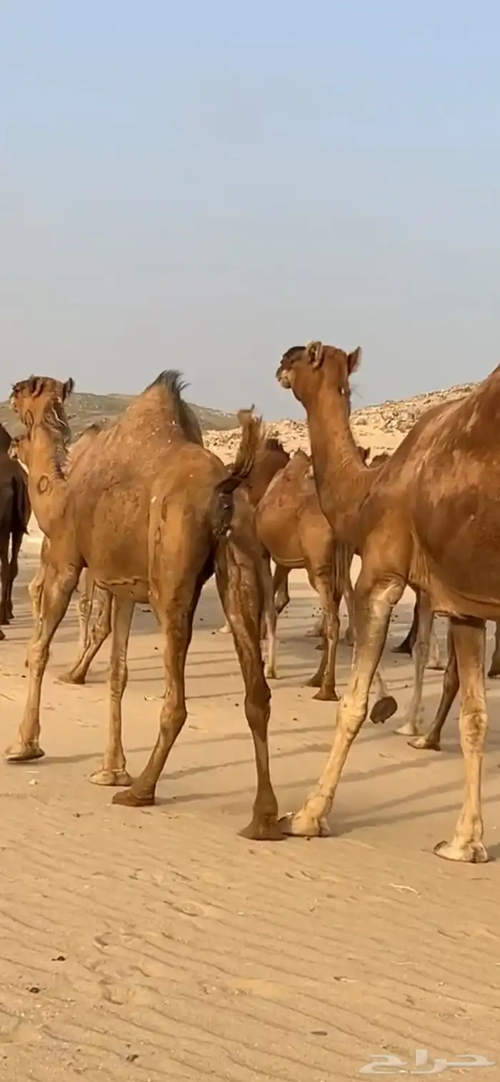 ابل نياق سواحل لقحات(( تم البيع )) 2