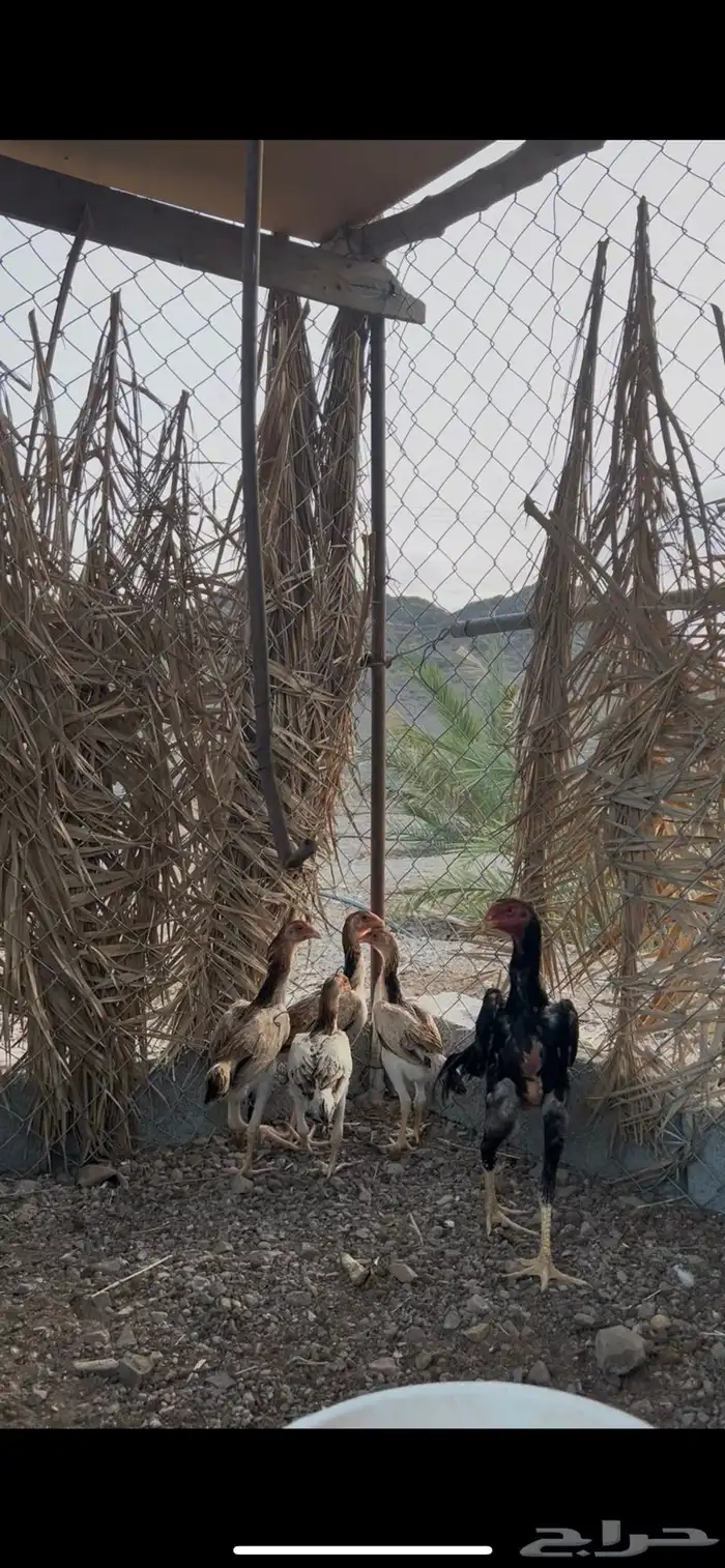 شامو ياباني 0