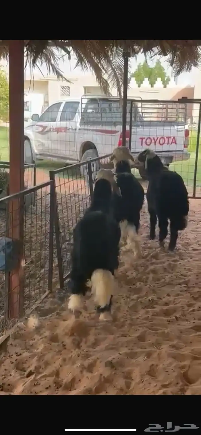 للبيع طليان نجد طيبه 2