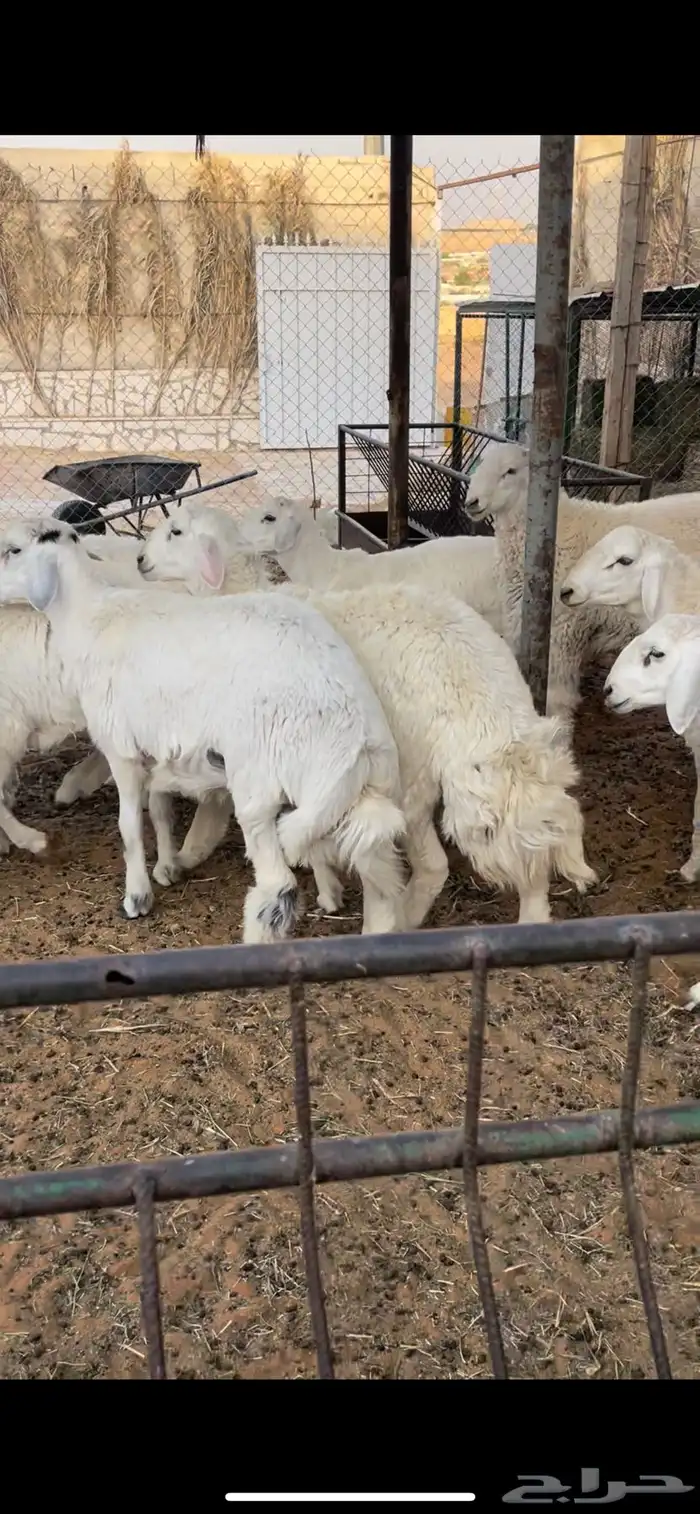 ذبايح حري للمناسبات والثلاجات 4