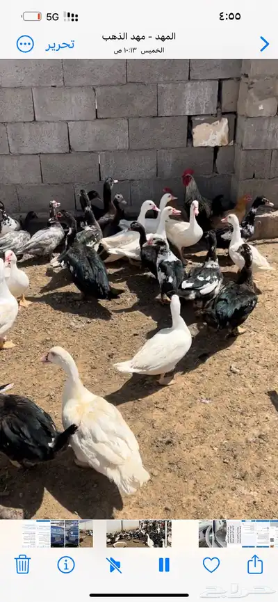 المدينه المنوره index