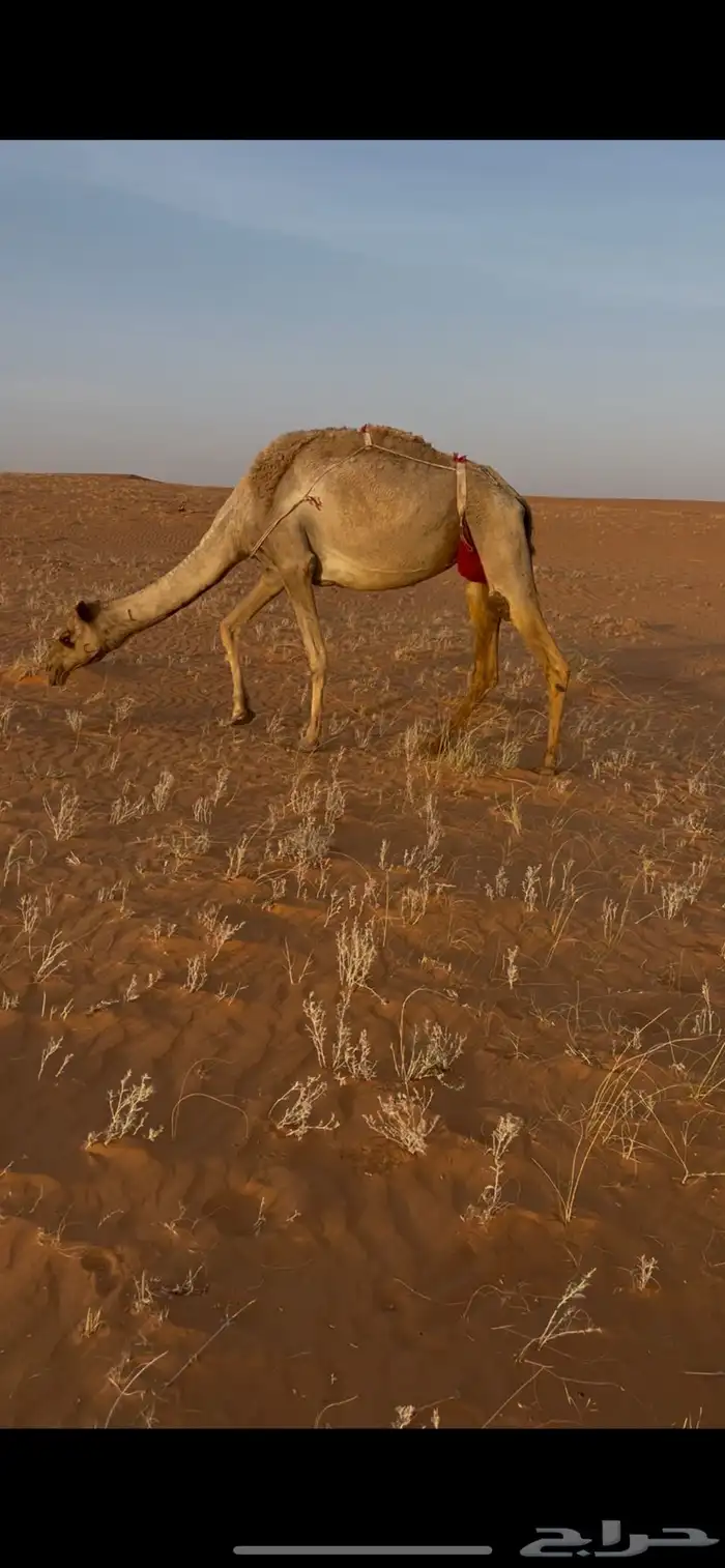 عشراء معزوله بنتها للبيع 2