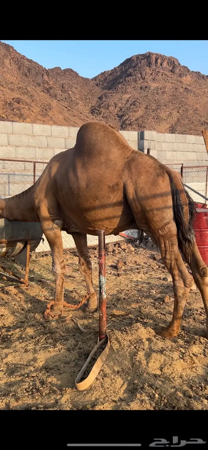 جمل 0
