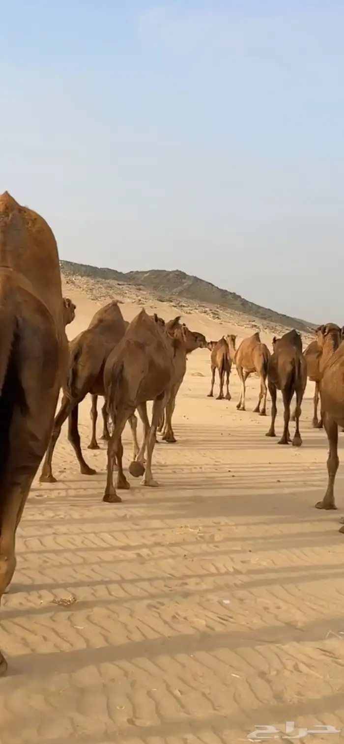 ابل نياق سواحل لقحات(( تم البيع )) 5