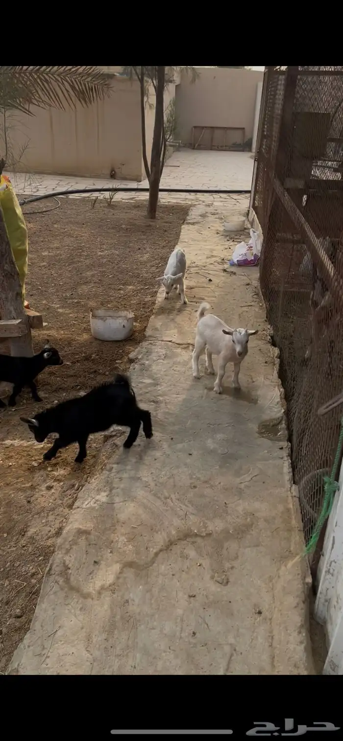 ماعز قزمي 7