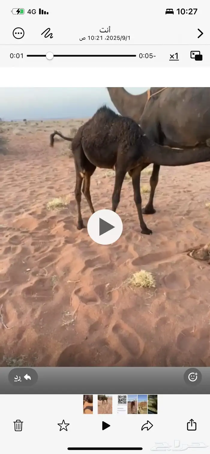 بكره مجهم طيبه مقنوي درجه اولى امن من اطيب لابل ومجمعه بالح 0