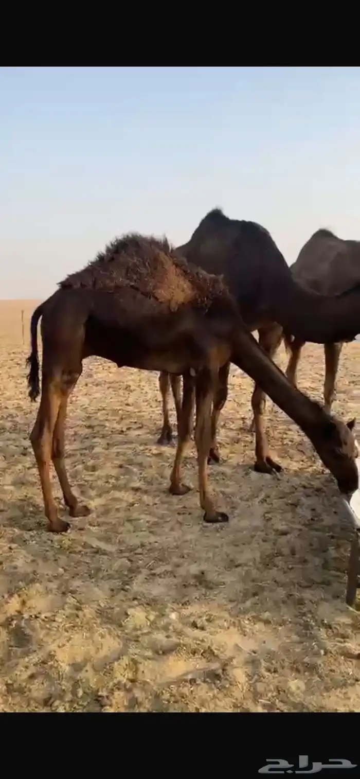 قعود مجهم 0