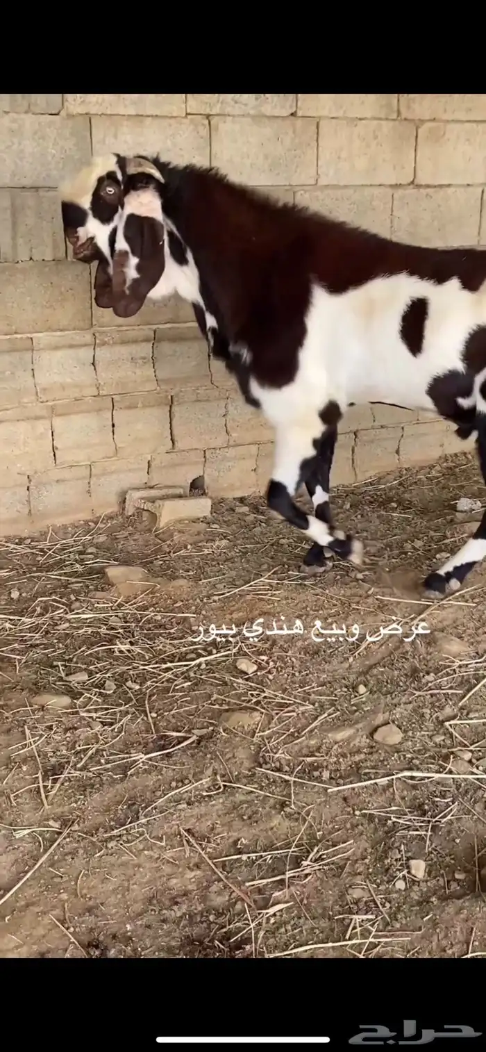 عرض وبيع فحل هندي 6