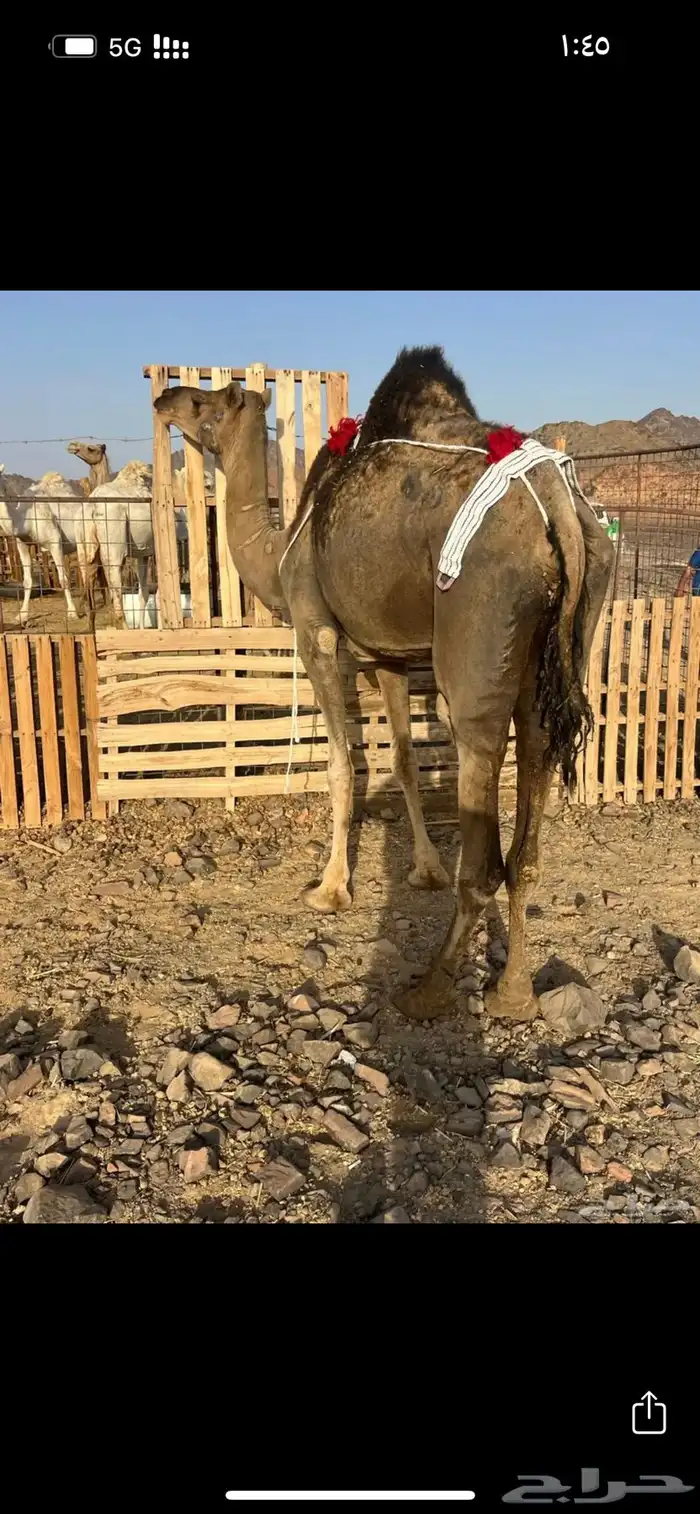 خلفه بكره تحتها بكره ب 8500 3