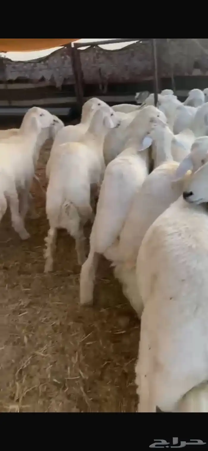 للبيع بهم حري العدد40خروف صافي العمر 5الى6شهور الموقع عفيف 5