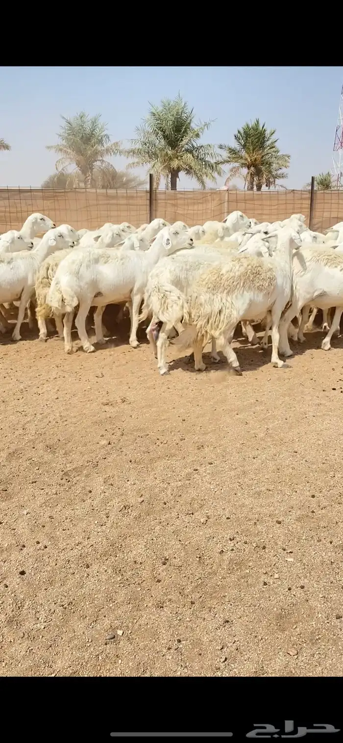 غنم حريات حرش شف فاخر دفيع شرط (( تم البيع )) 13