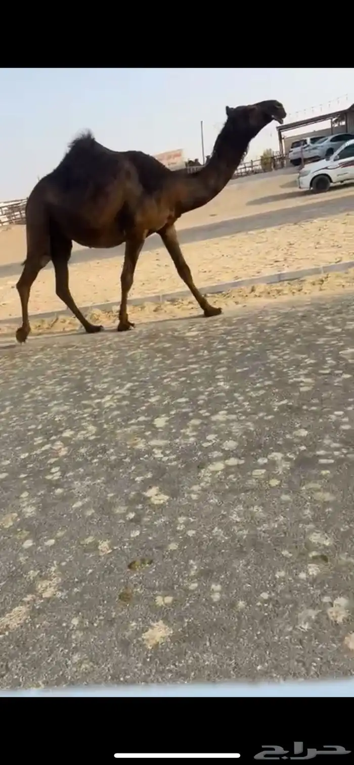لقحه مجهم 0