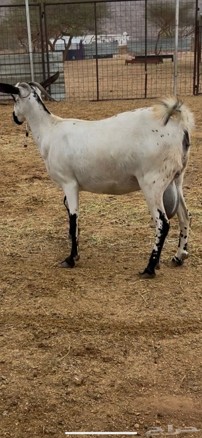 عنز بيشيه ولود 3