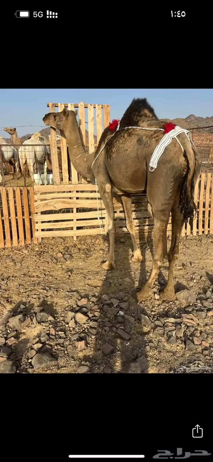 خلفه بكره تحتها بكره ب 8500 2