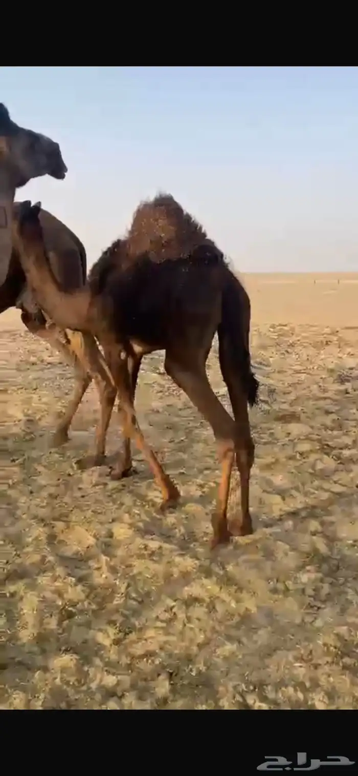 قعود مجهم 1