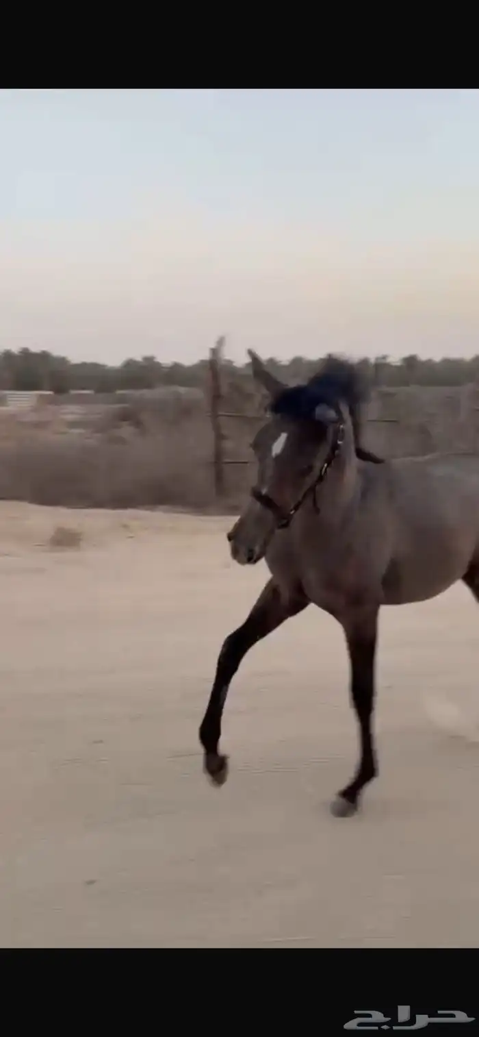 مهرة شعبية 3