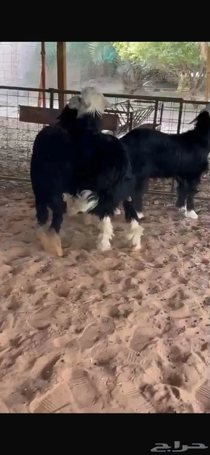 للبيع طليان نجد طيبه 1