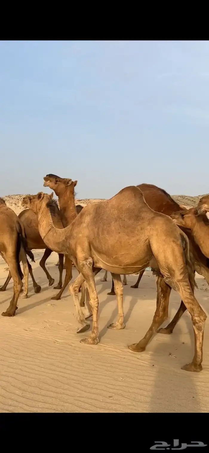 ابل نياق سواحل لقحات(( تم البيع )) 10