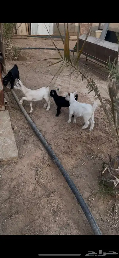 ماعز قزمي index