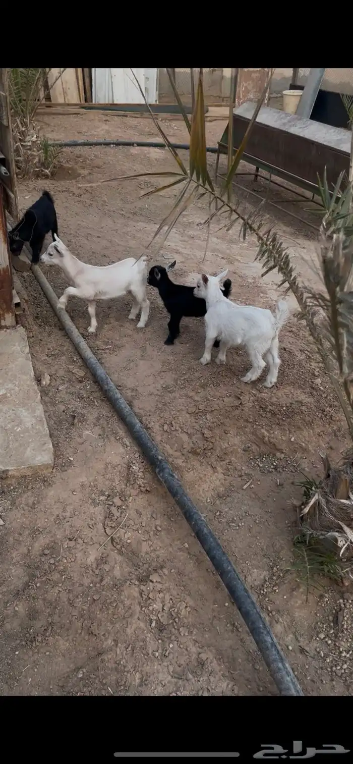 ماعز قزمي 3