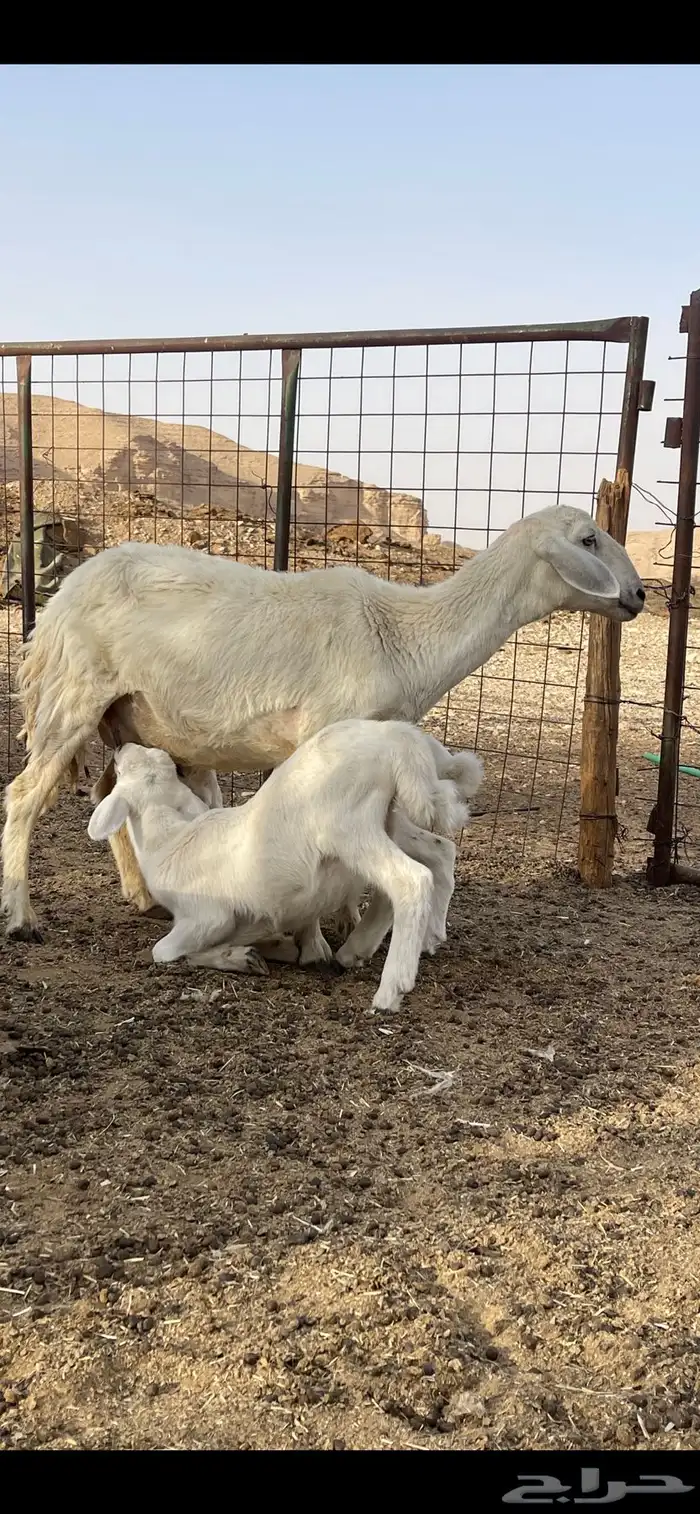 شاه حريه متبع بخروف ورخل 1