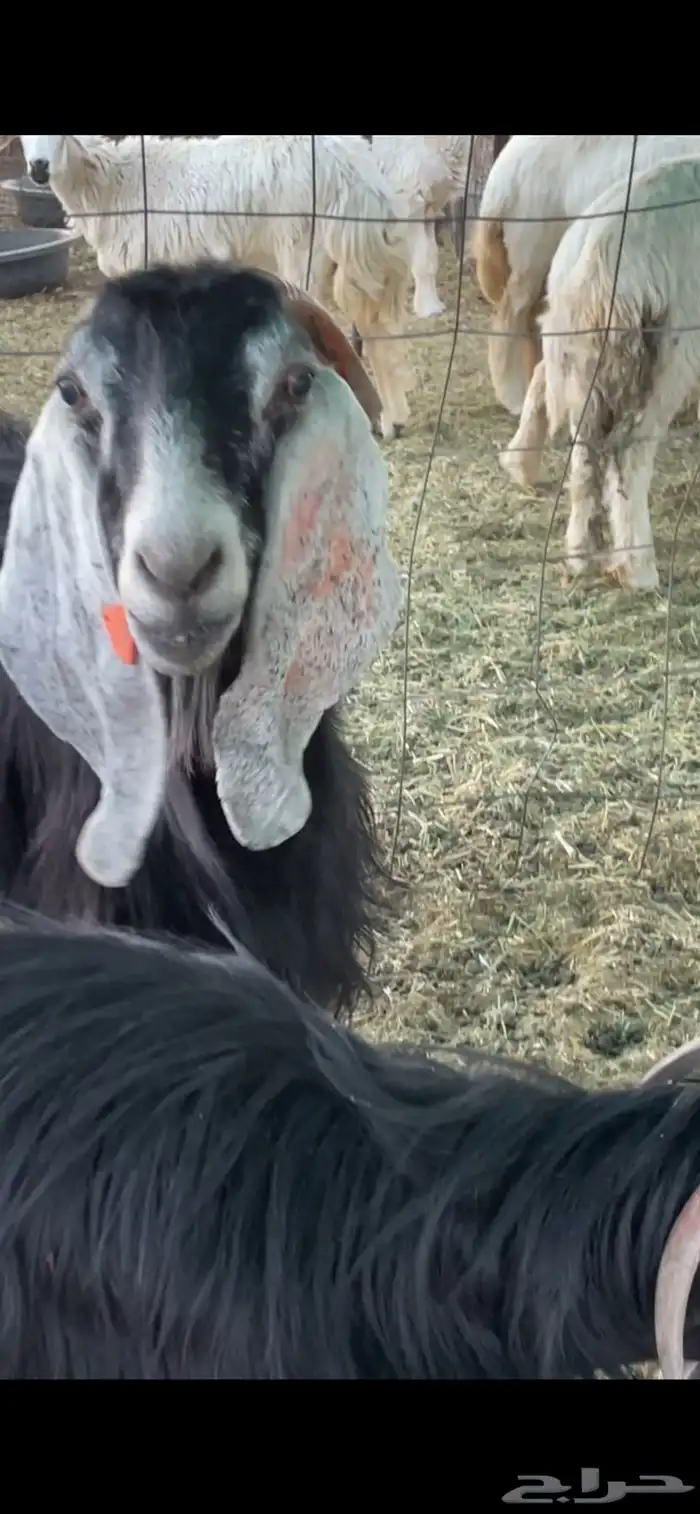 معزاء 0