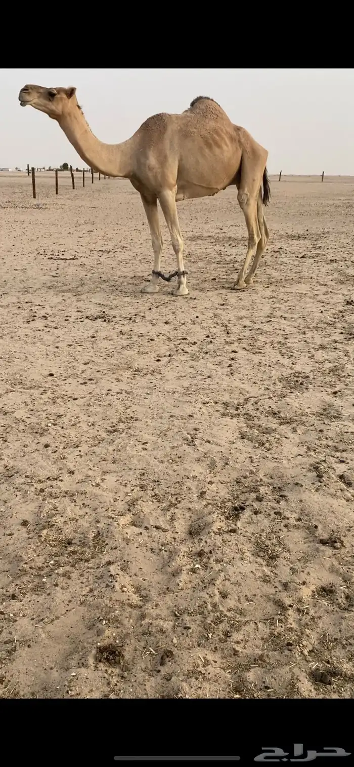 ركبي للبيع 0