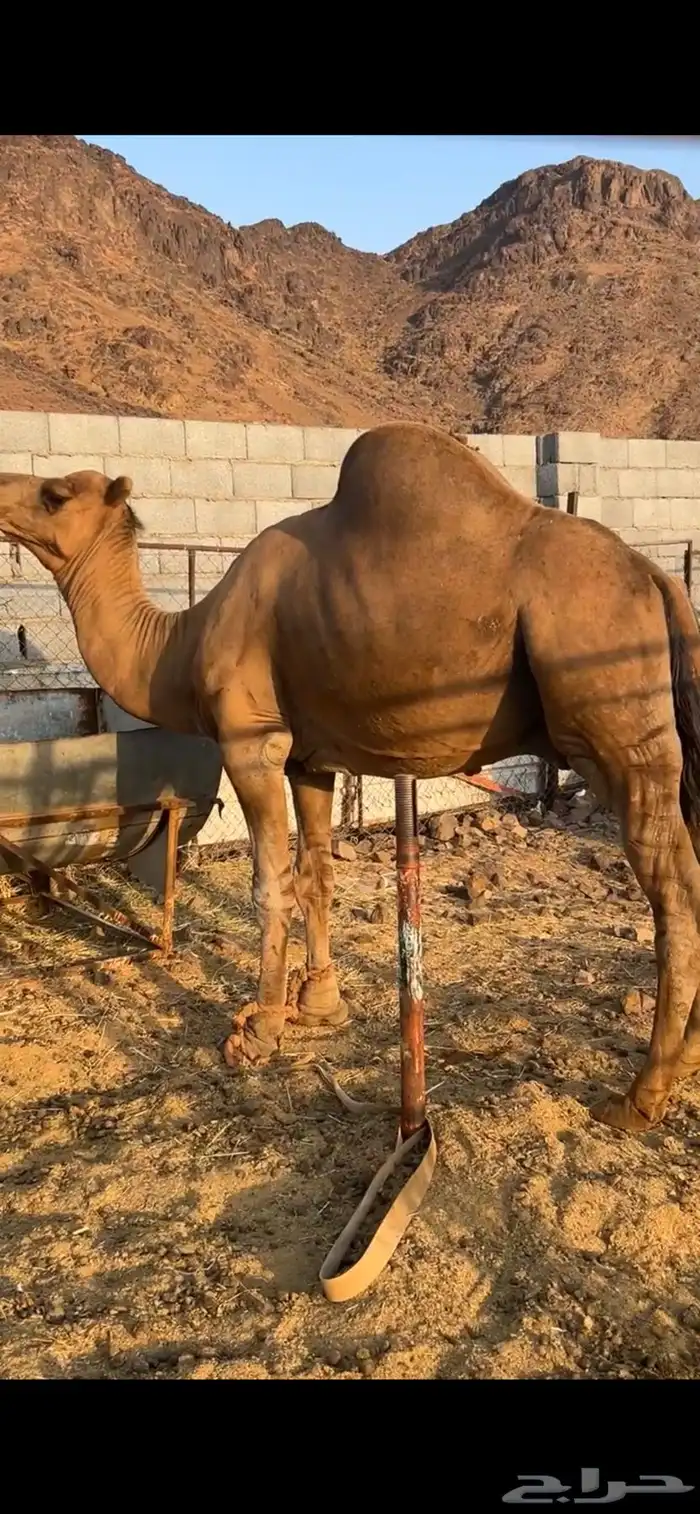 جمل 2