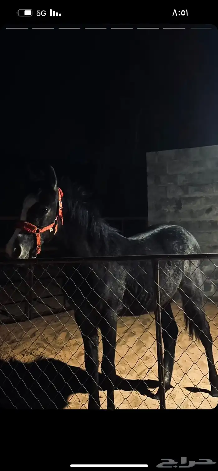 خيول للبيع 1