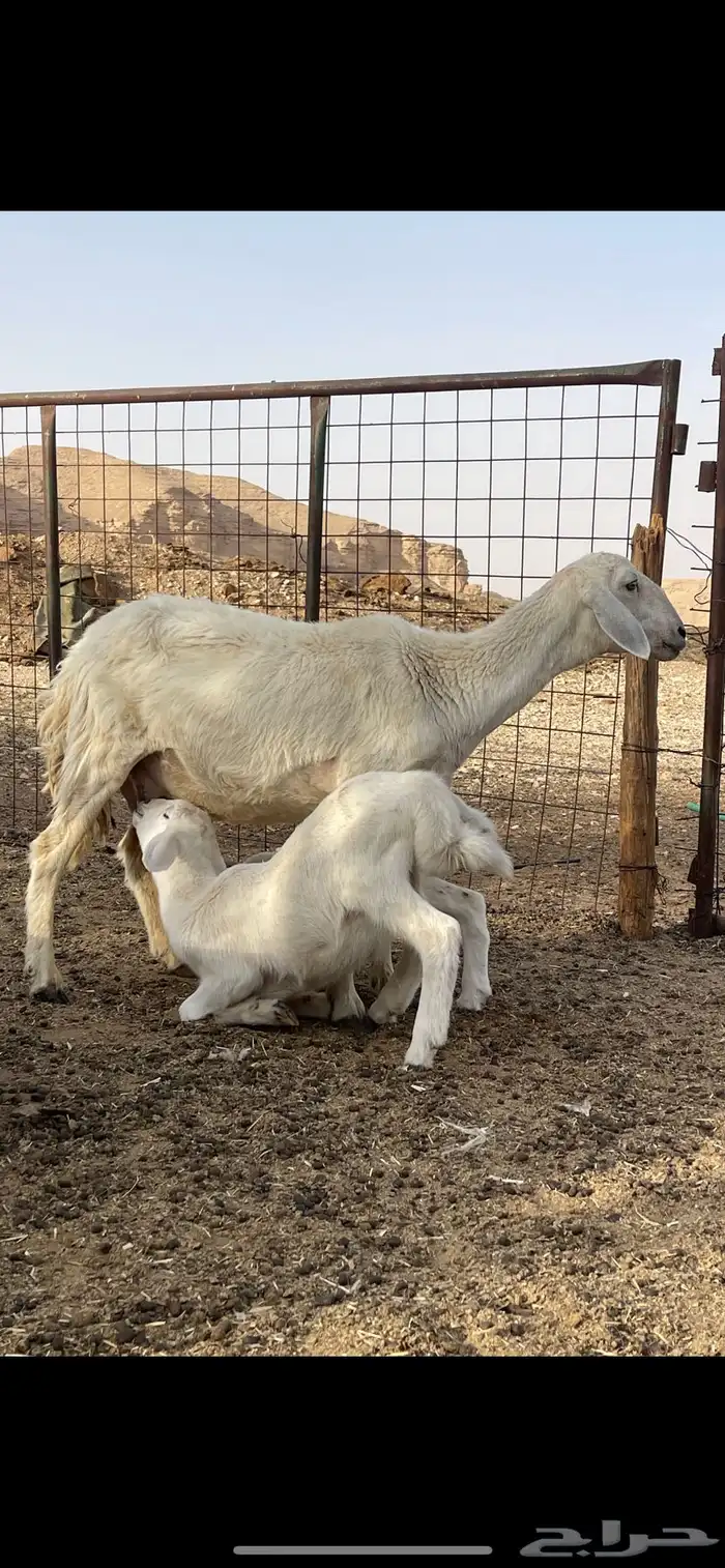 شاه حريه متبع بخروف ورخل 0