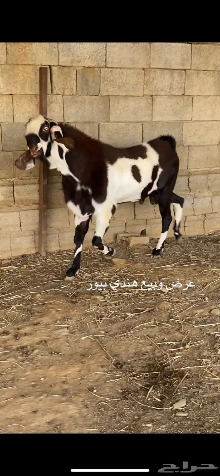 عرض وبيع فحل هندي 4