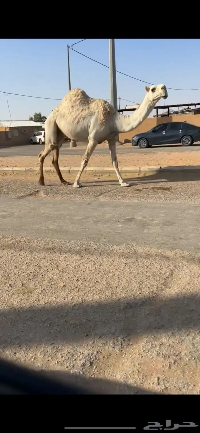 ناقه ضريبه 1