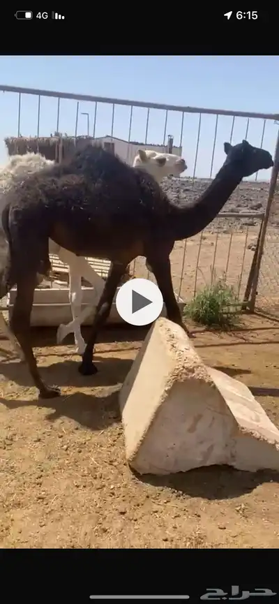 بكره مجهم طيبه مقنوي درجه اولى امن من اطيب لابل ومجمعه بالح index